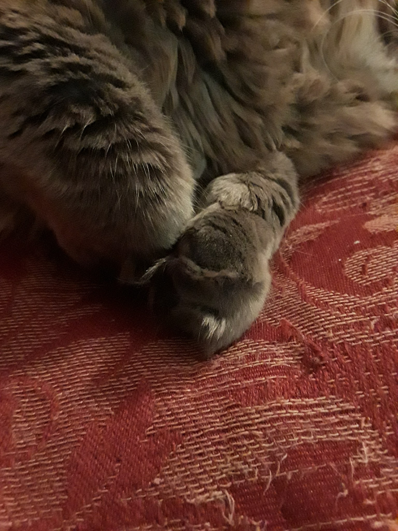 Cat Dre (the furlycat). Cat Dre's feet